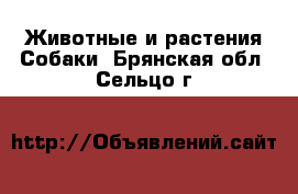 Животные и растения Собаки. Брянская обл.,Сельцо г.